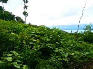 Acreage for sale at Lake Arenal, Costa Rica